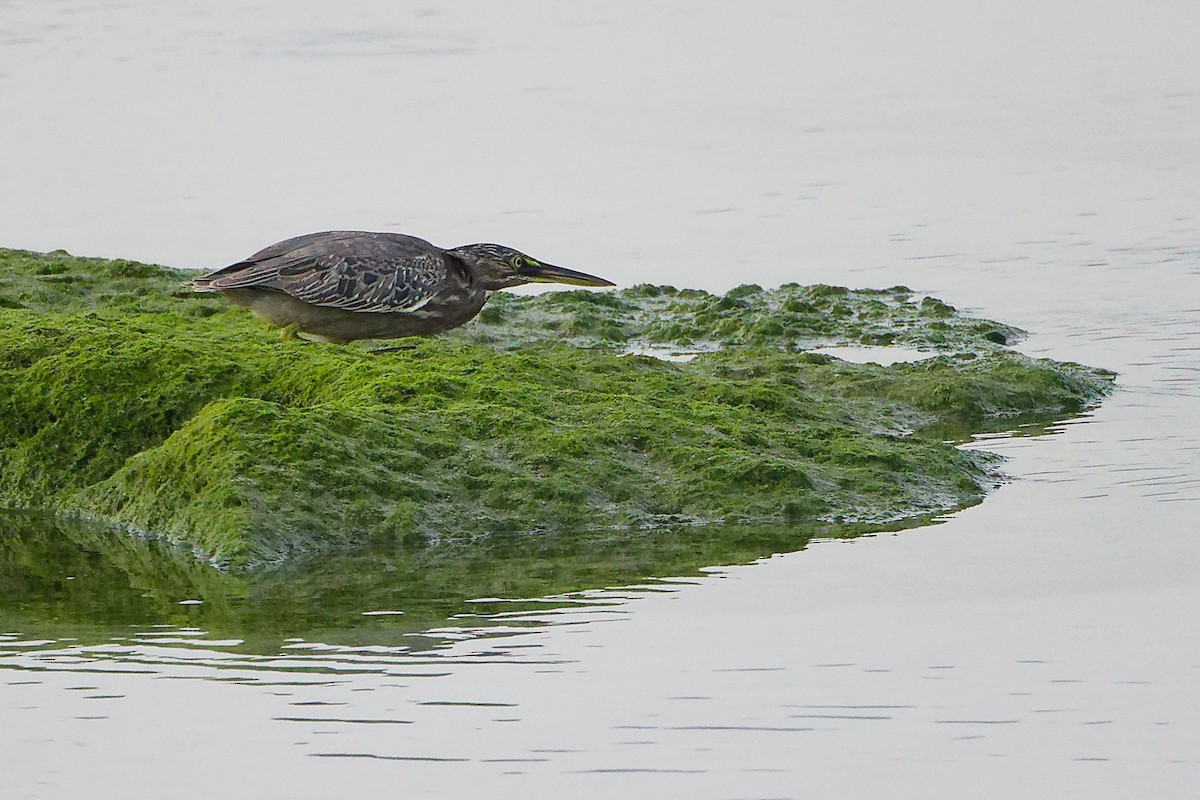 Little Heron - ML645638503