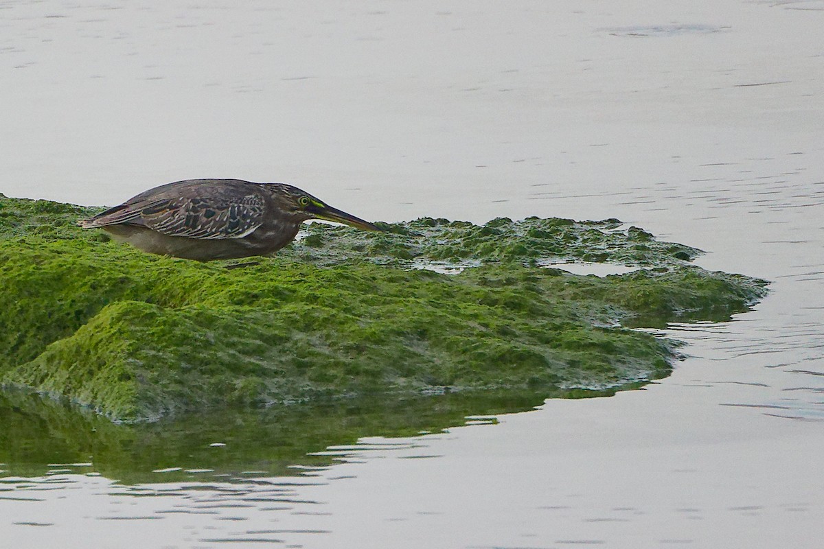 Little Heron - ML645638504