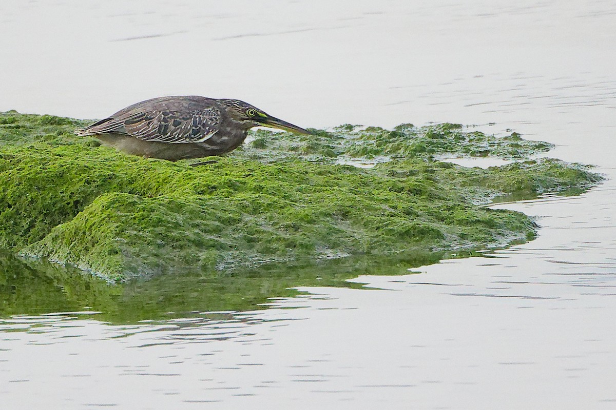 Little Heron - ML645638505