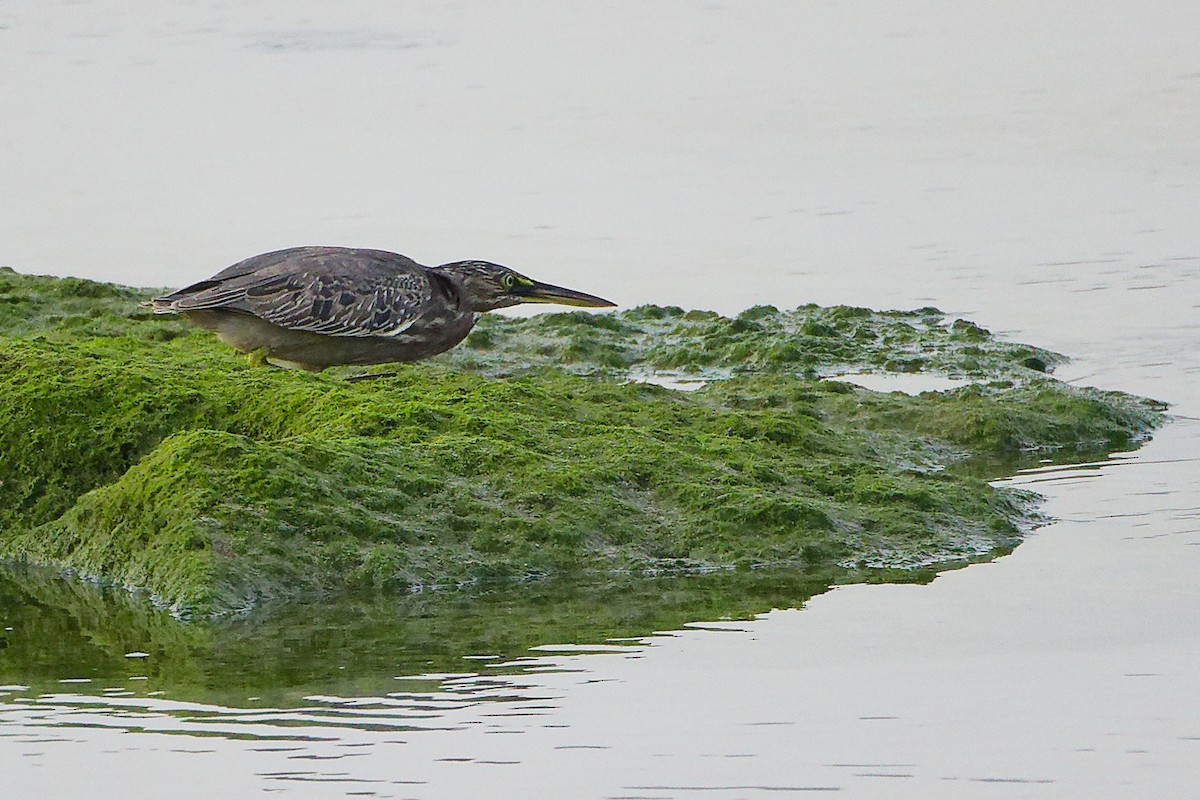 Little Heron - ML645638506