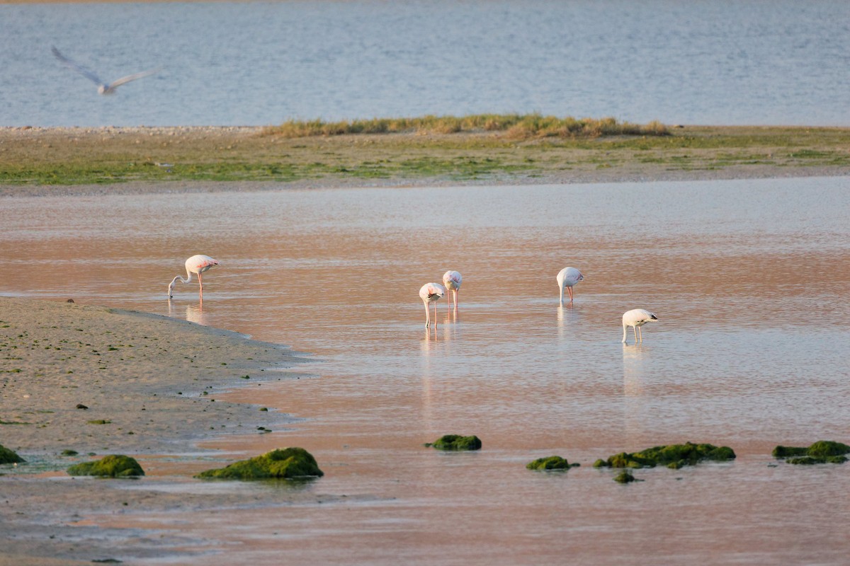 Greater Flamingo - ML645638518