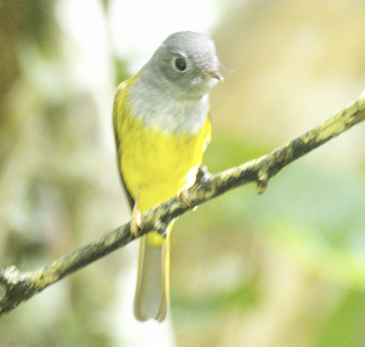 Сероголовая комароловка - ML645638519