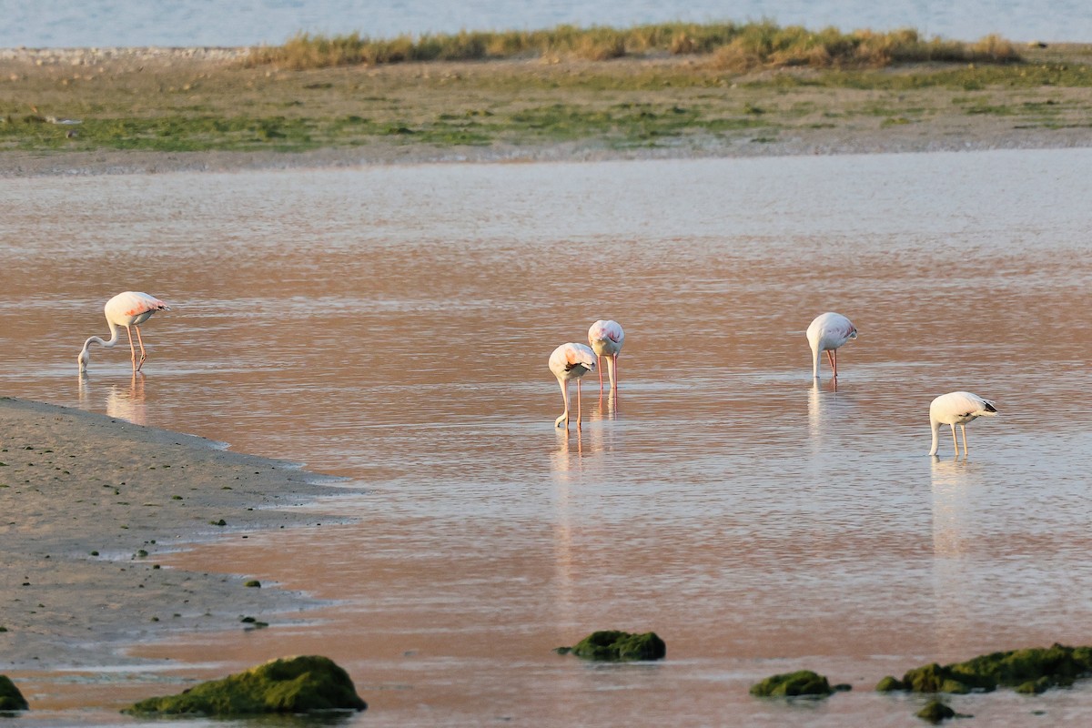 Greater Flamingo - ML645638521