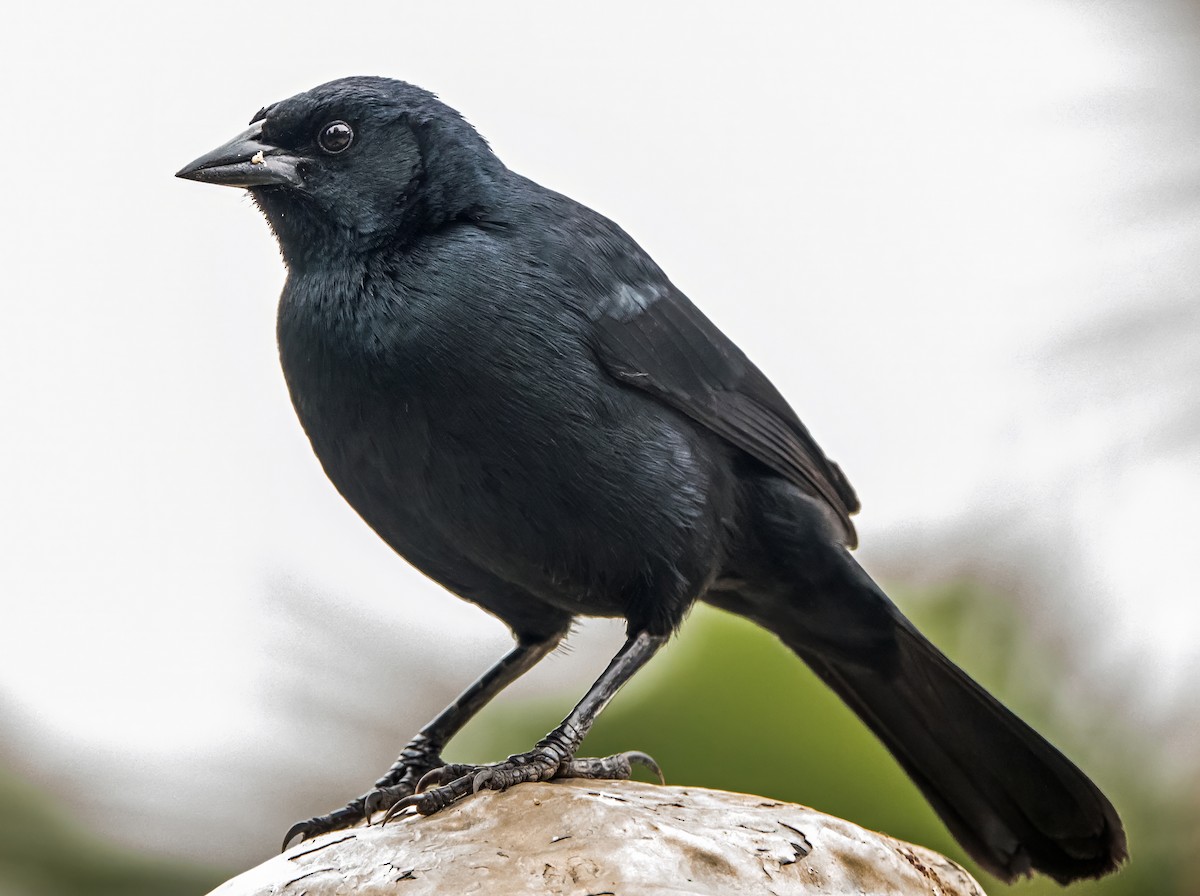 Scrub Blackbird - ML645638522