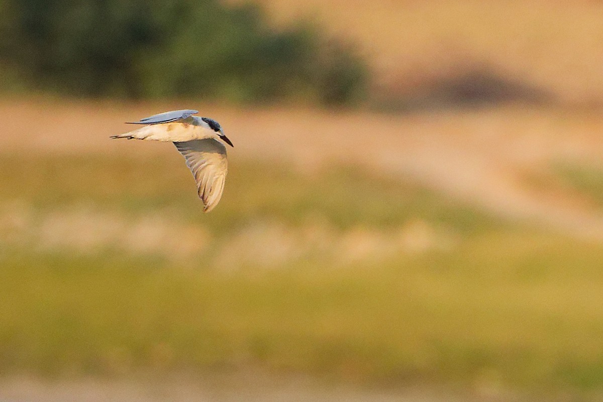 Whiskered Tern - ML645638529