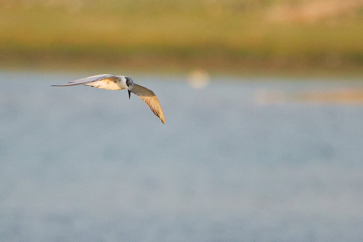 Whiskered Tern - ML645638530