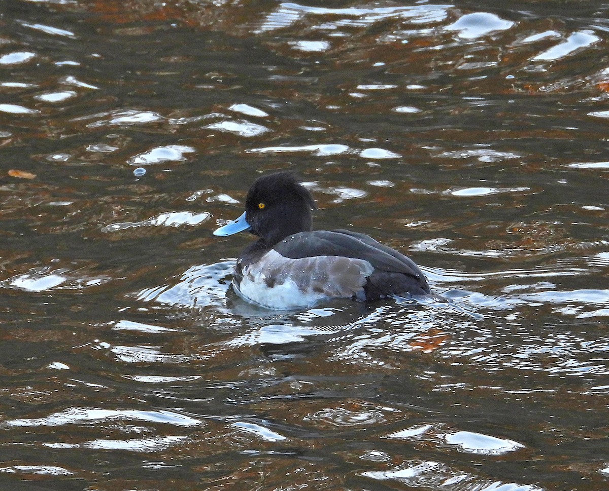 toppand - ML645638531