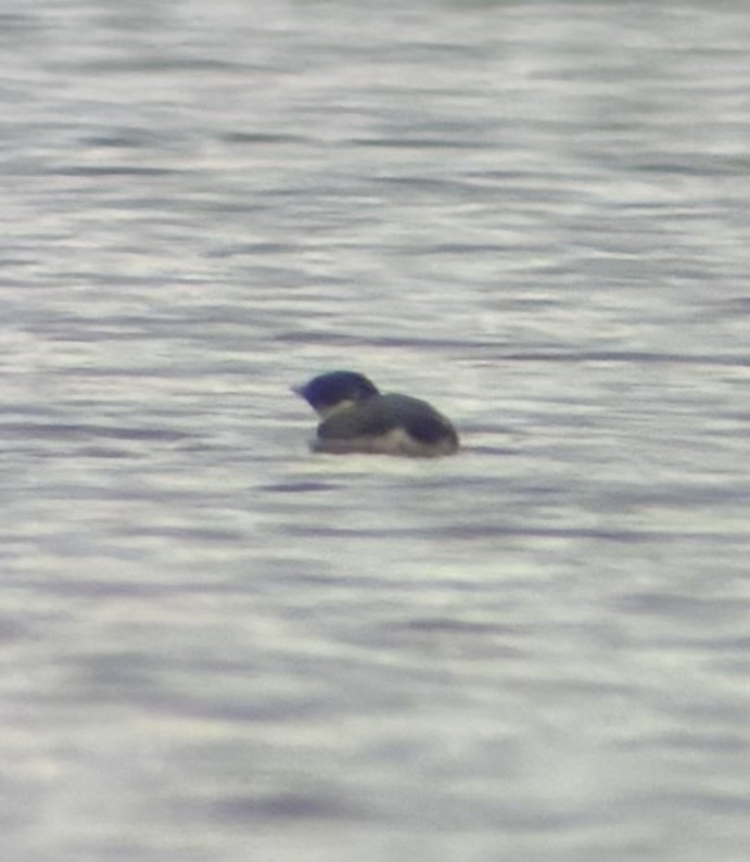 Ancient Murrelet - ML645638533