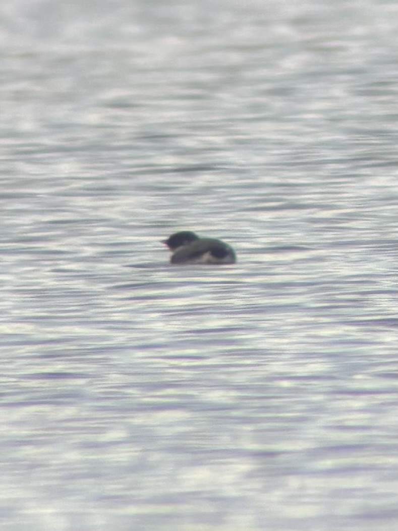 Ancient Murrelet - ML645638534