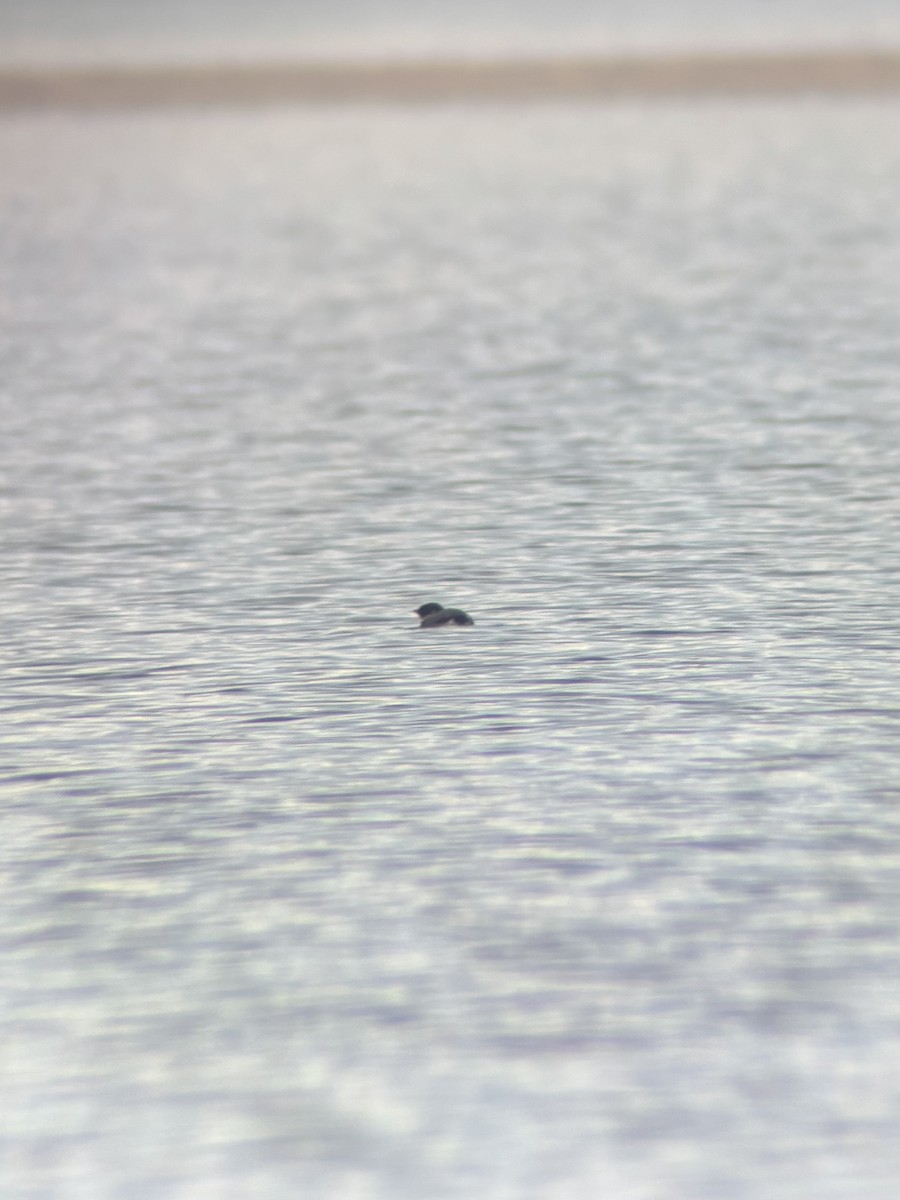 Ancient Murrelet - ML645638535