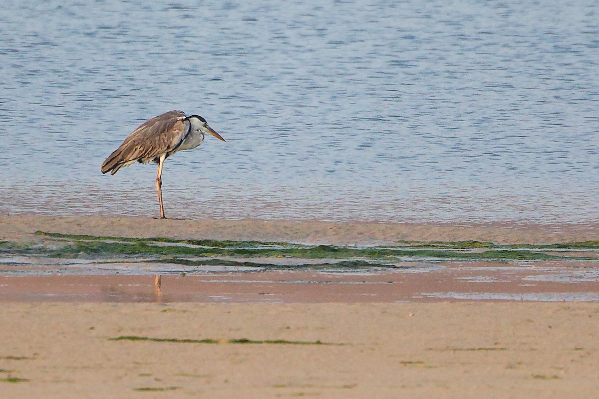 Gray Heron - ML645638536