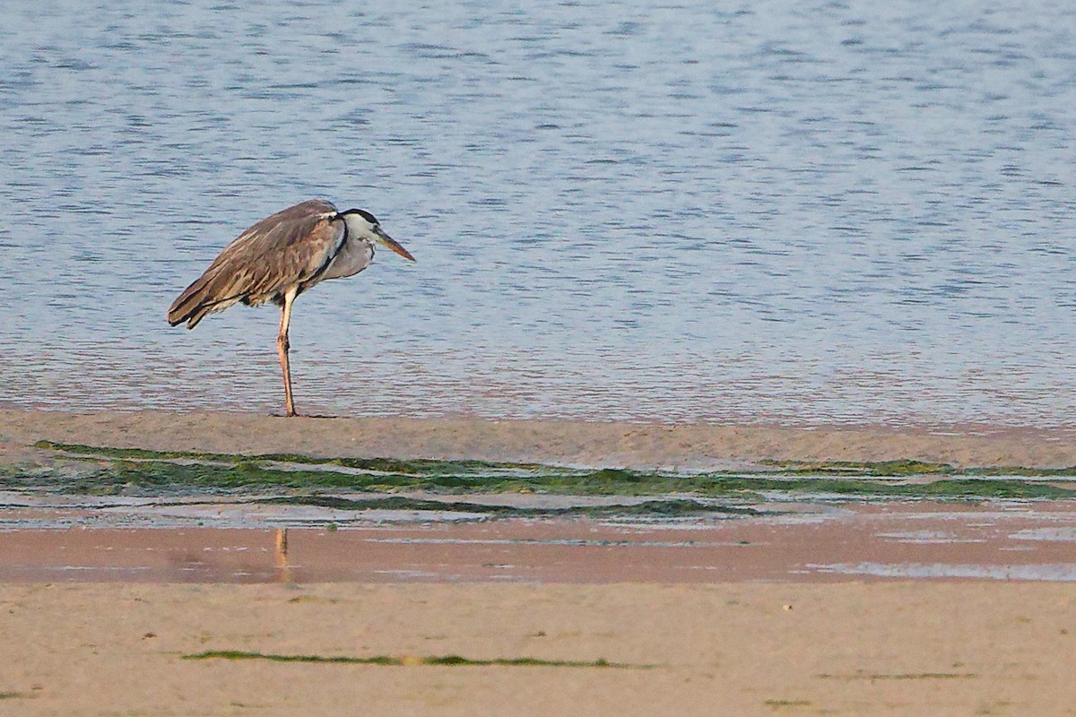 Gray Heron - ML645638537