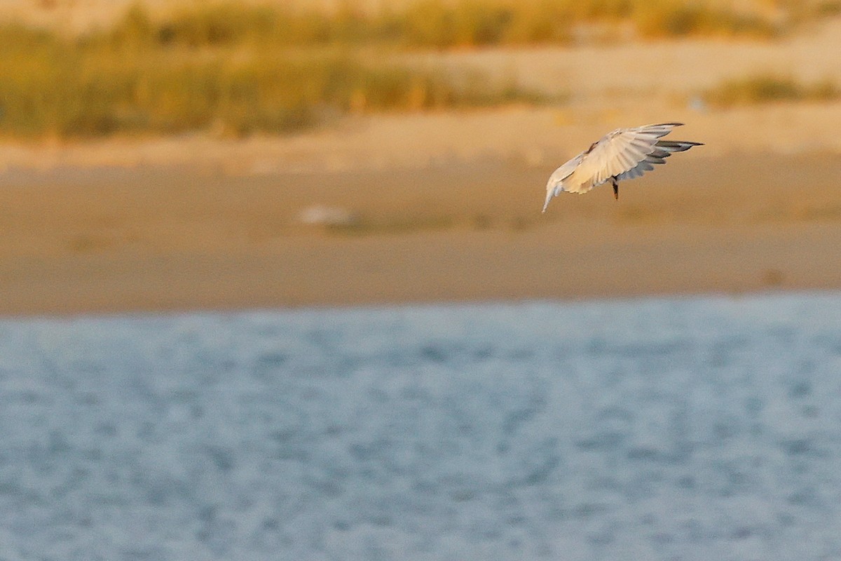 Whiskered Tern - ML645638540