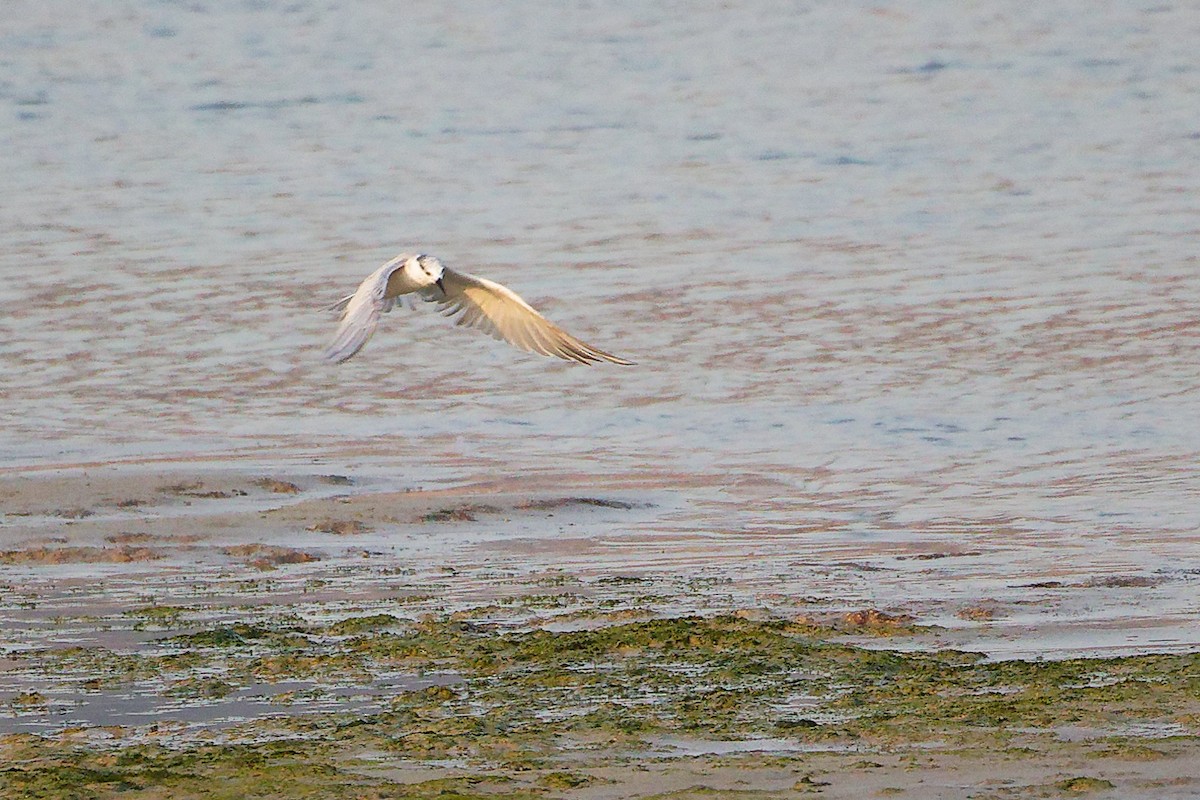 Whiskered Tern - ML645638541