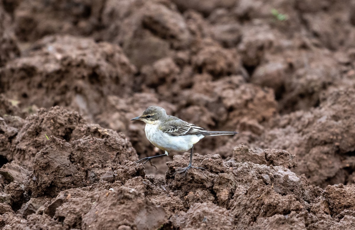Western Yellow Wagtail (thunbergi) - ML645638544