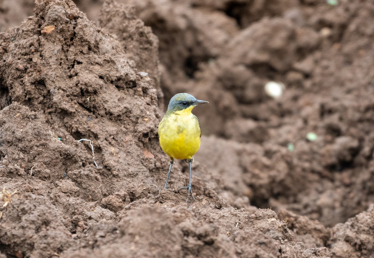 Western Yellow Wagtail (thunbergi) - ML645638545