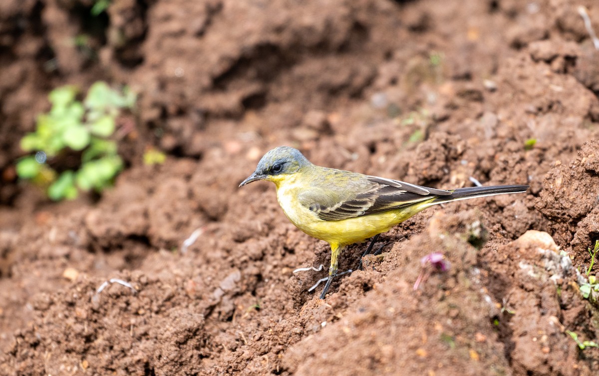Western Yellow Wagtail (thunbergi) - ML645638546