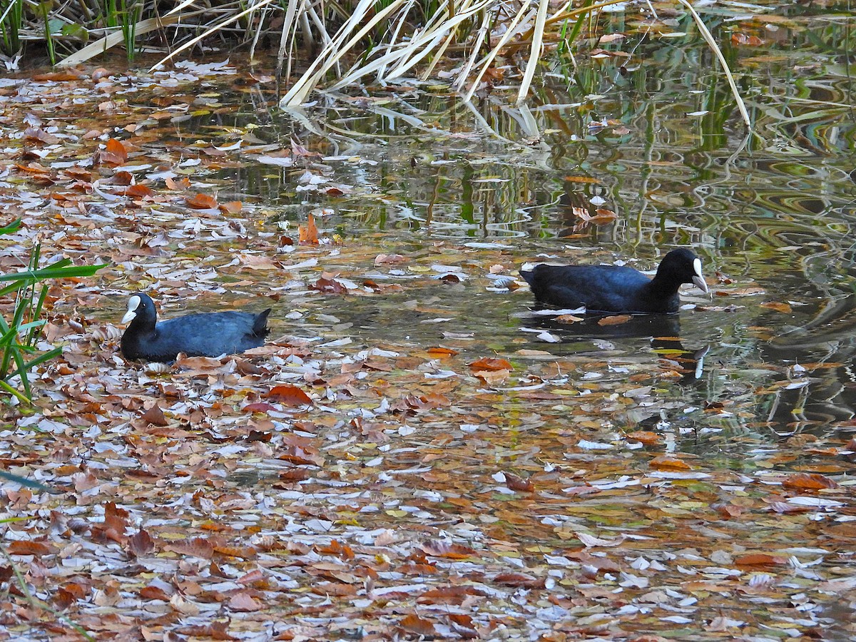 sothøne - ML645638565