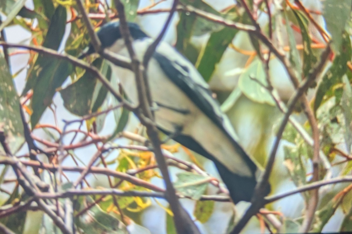 White-winged Triller - ML645638569