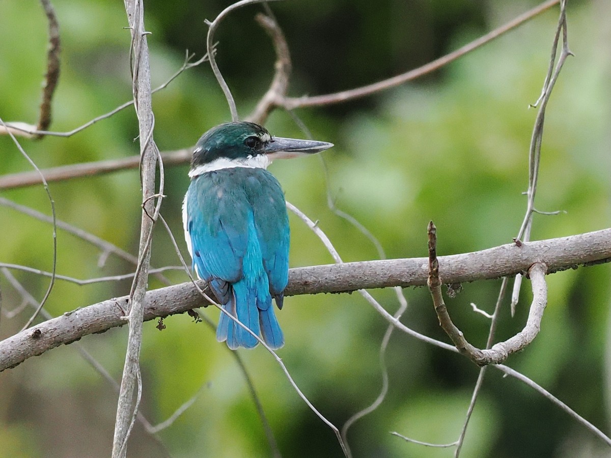 Collared Kingfisher - ML645638572