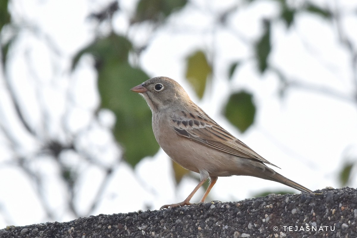 Gray-necked Bunting - ML645638578