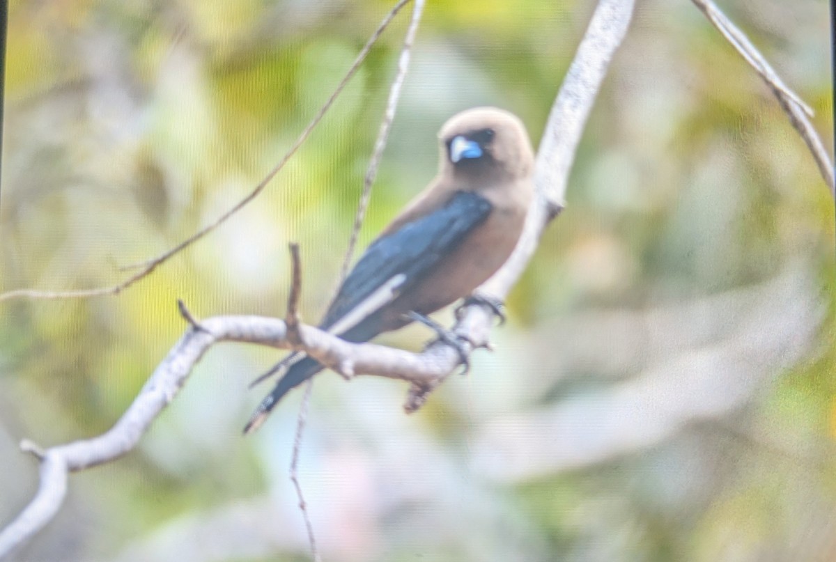 Dusky Woodswallow - ML645638580