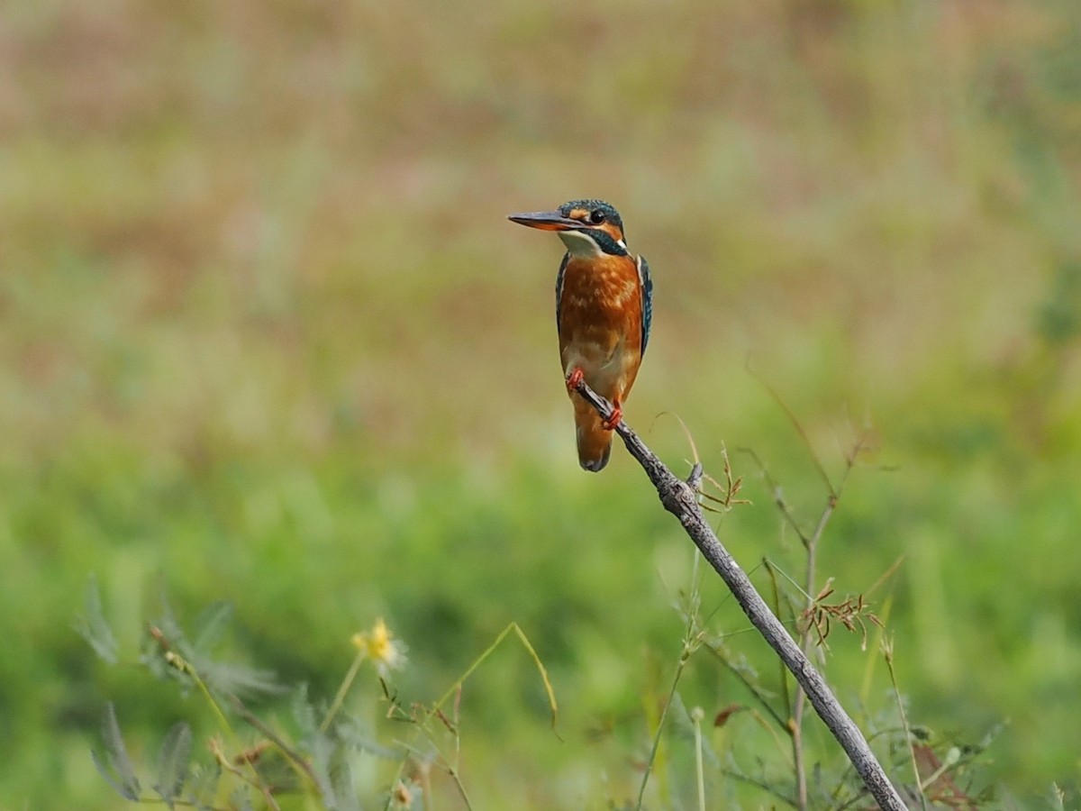 Common Kingfisher - ML645638583