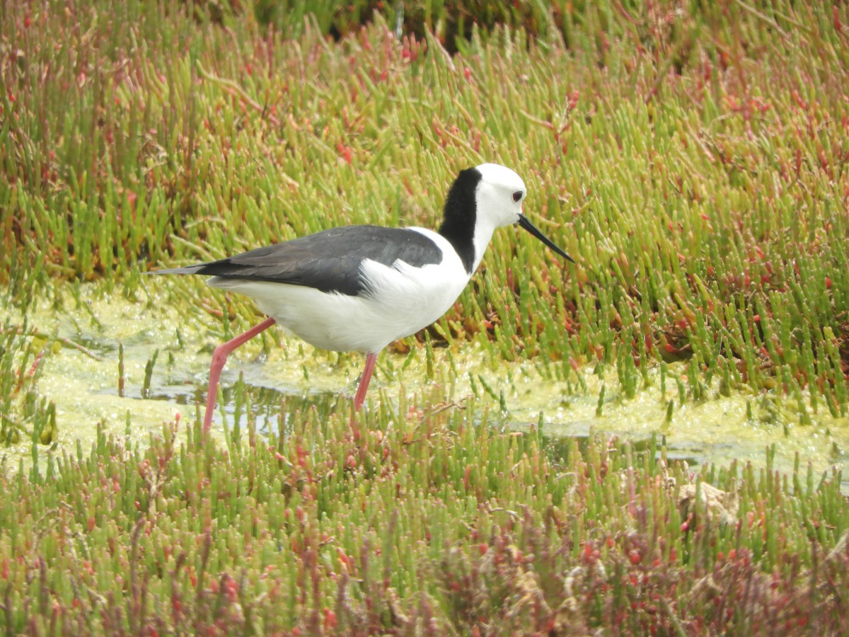 Pied Stilt - ML645638588