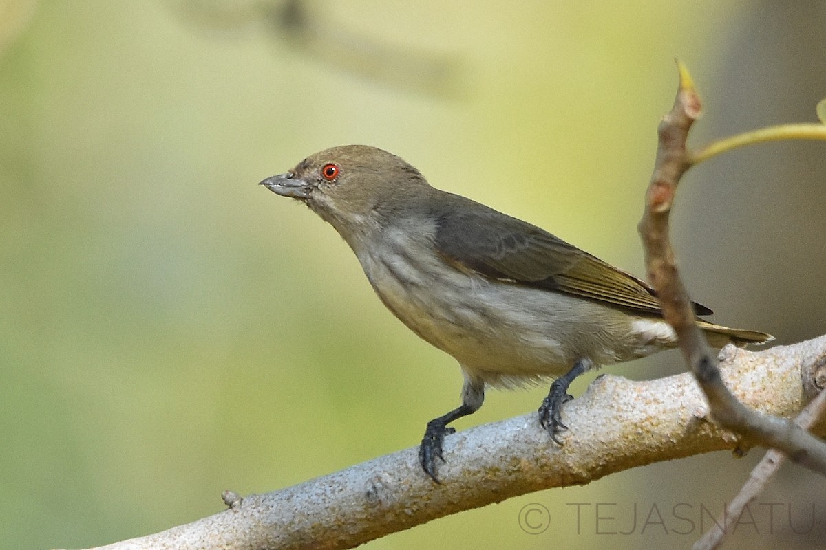 Thick-billed Flowerpecker - ML645638591