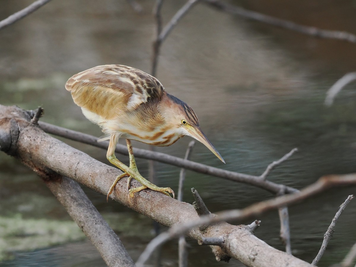 Yellow Bittern - ML645638593