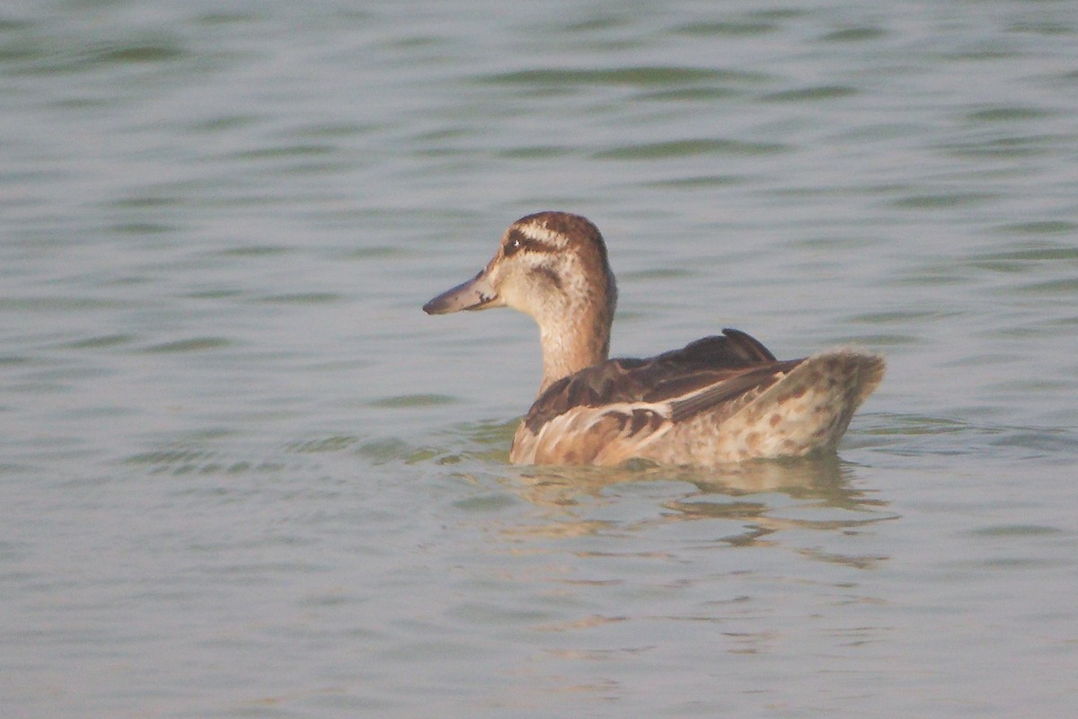 Garganey - ML645638594