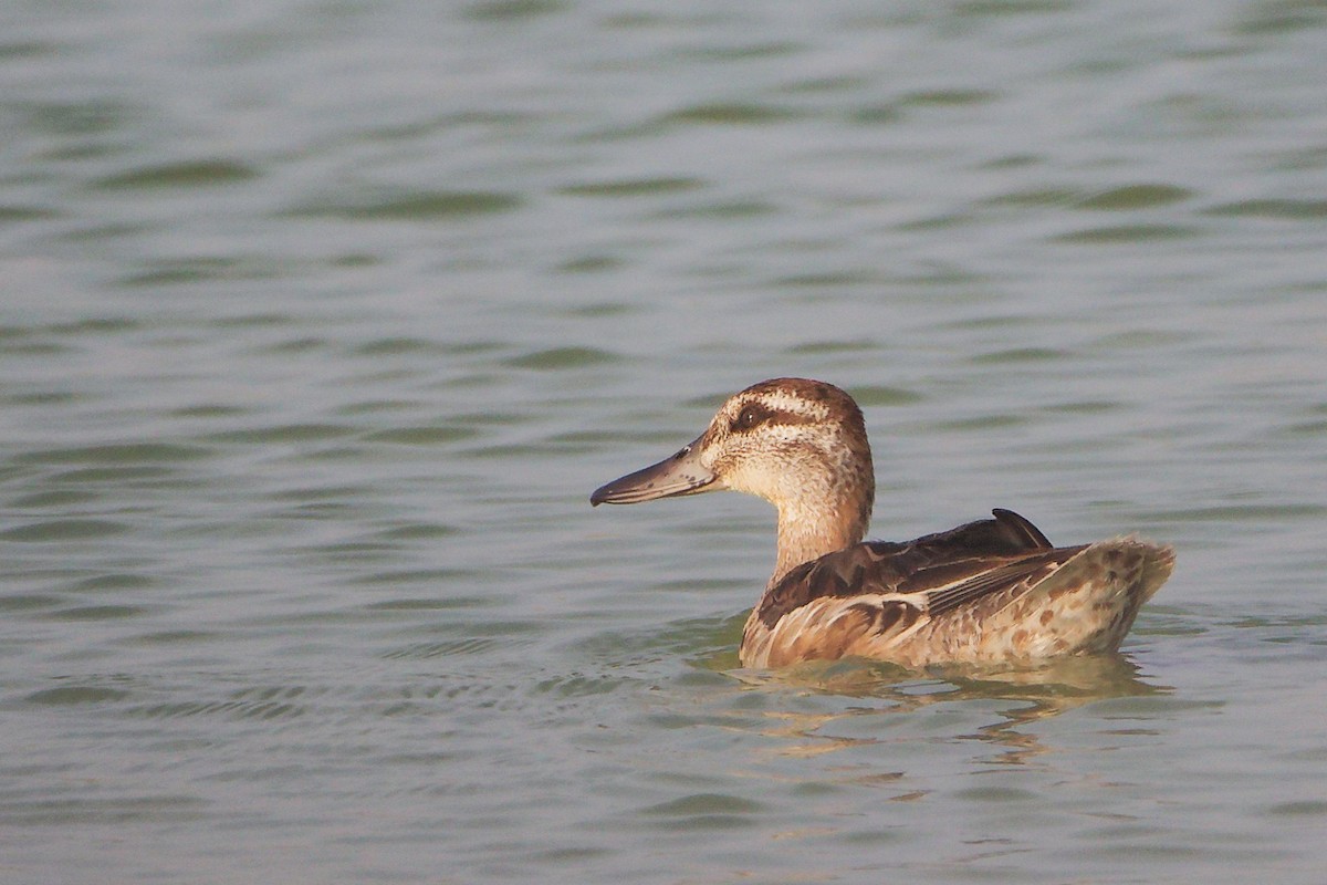 Garganey - ML645638595