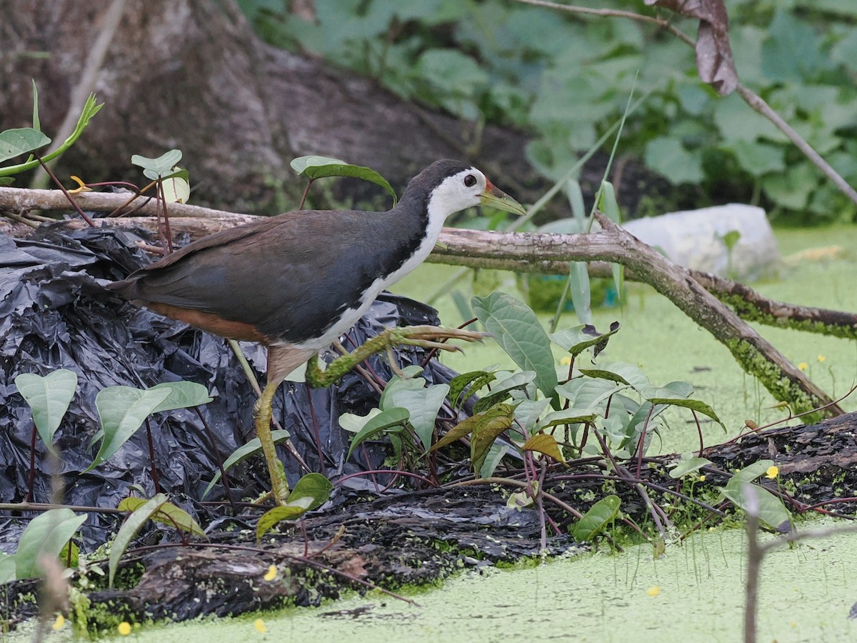 White-breasted Waterhen - ML645638597