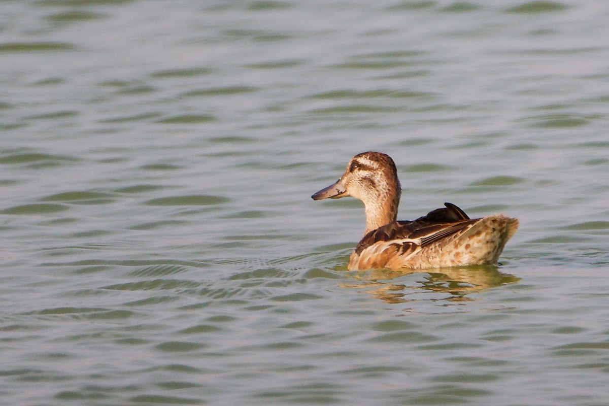 Garganey - ML645638598