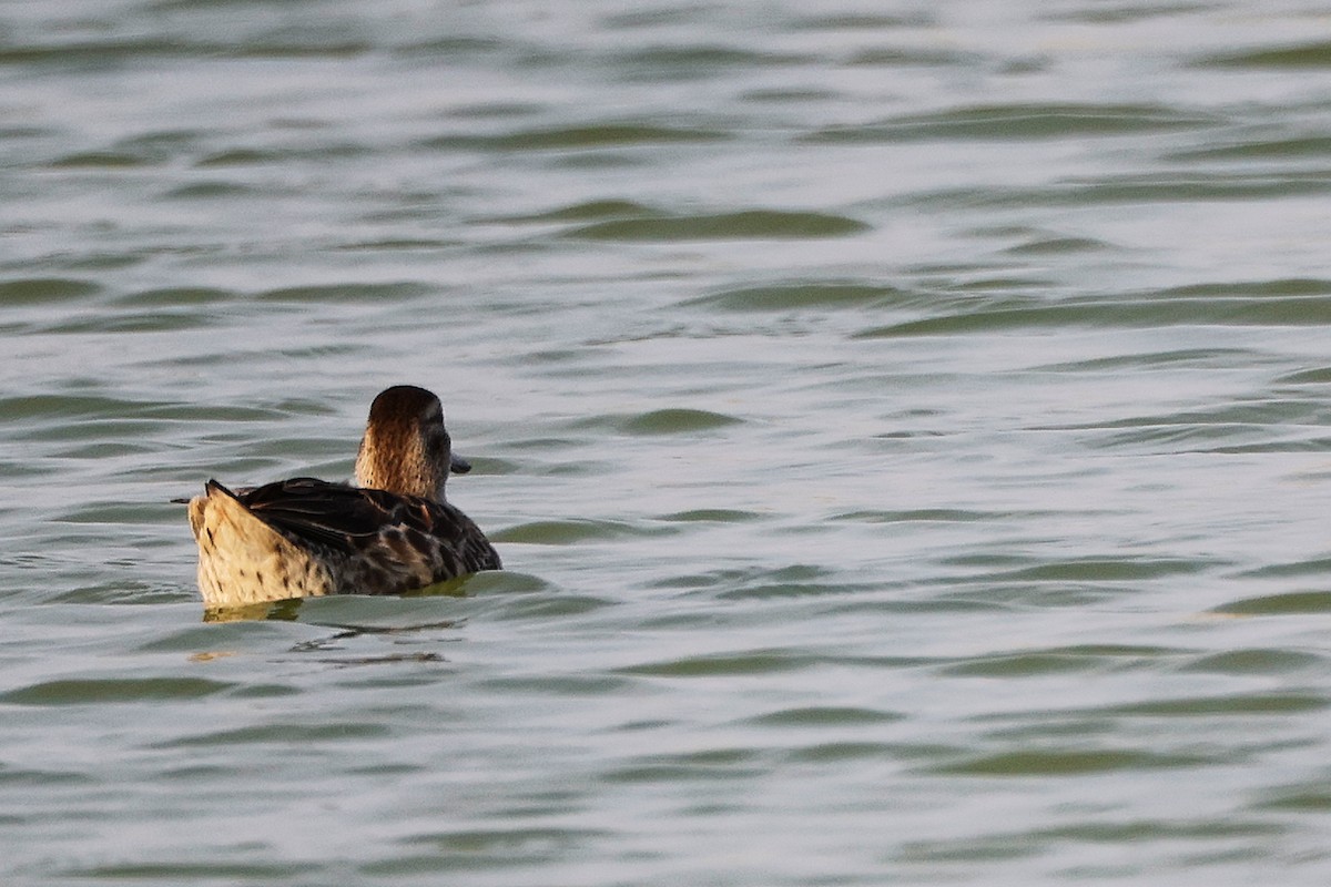 Garganey - ML645638599