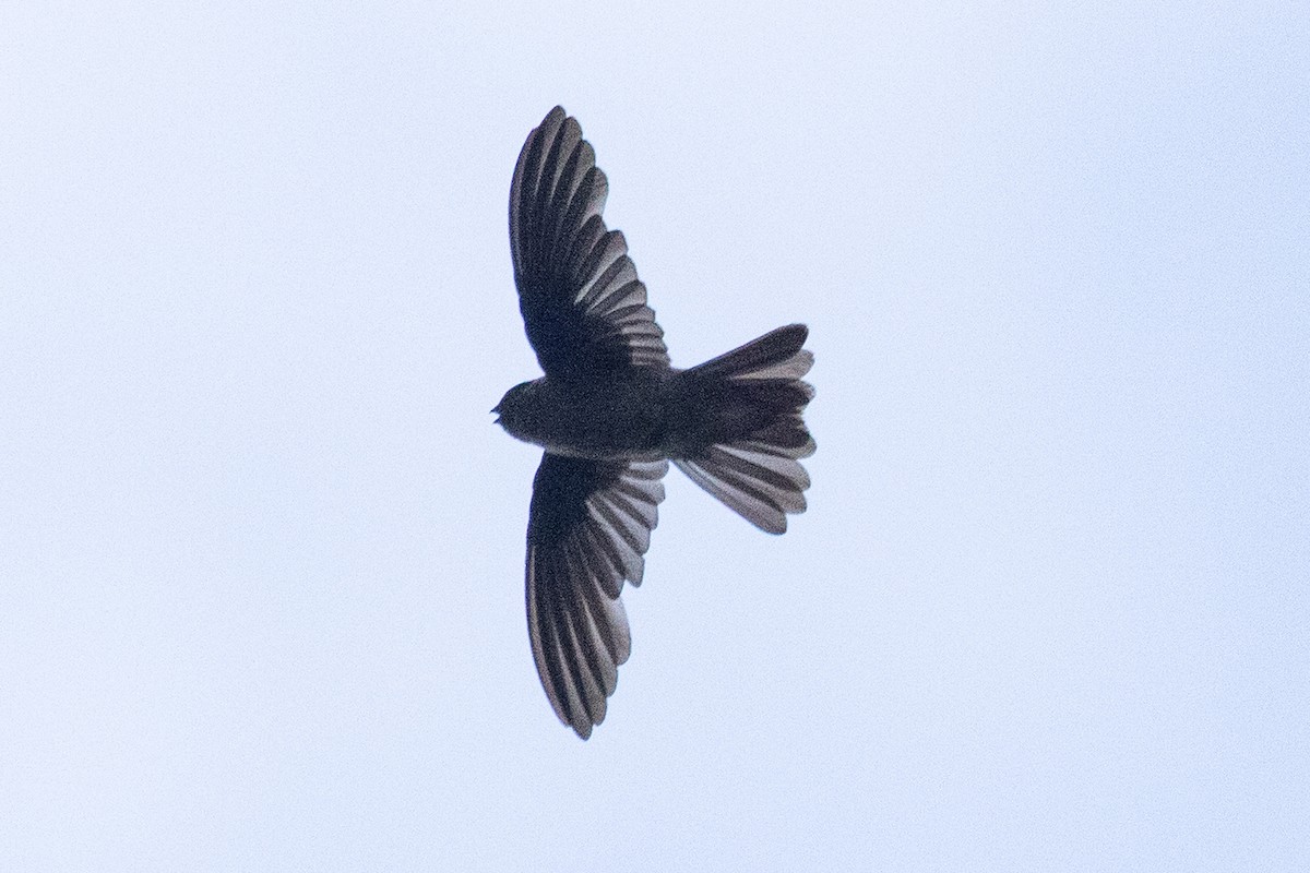 Marquesan Swiftlet - ML645638600