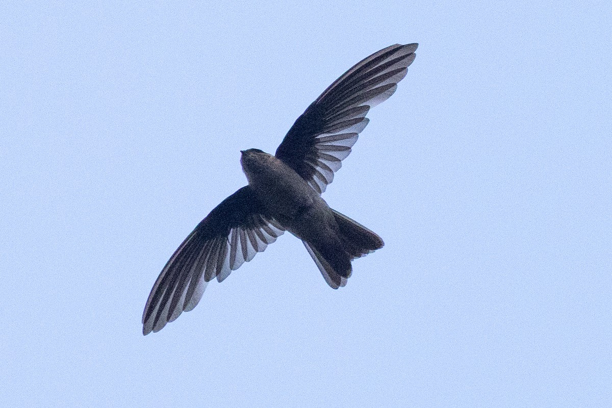 Marquesan Swiftlet - ML645638602