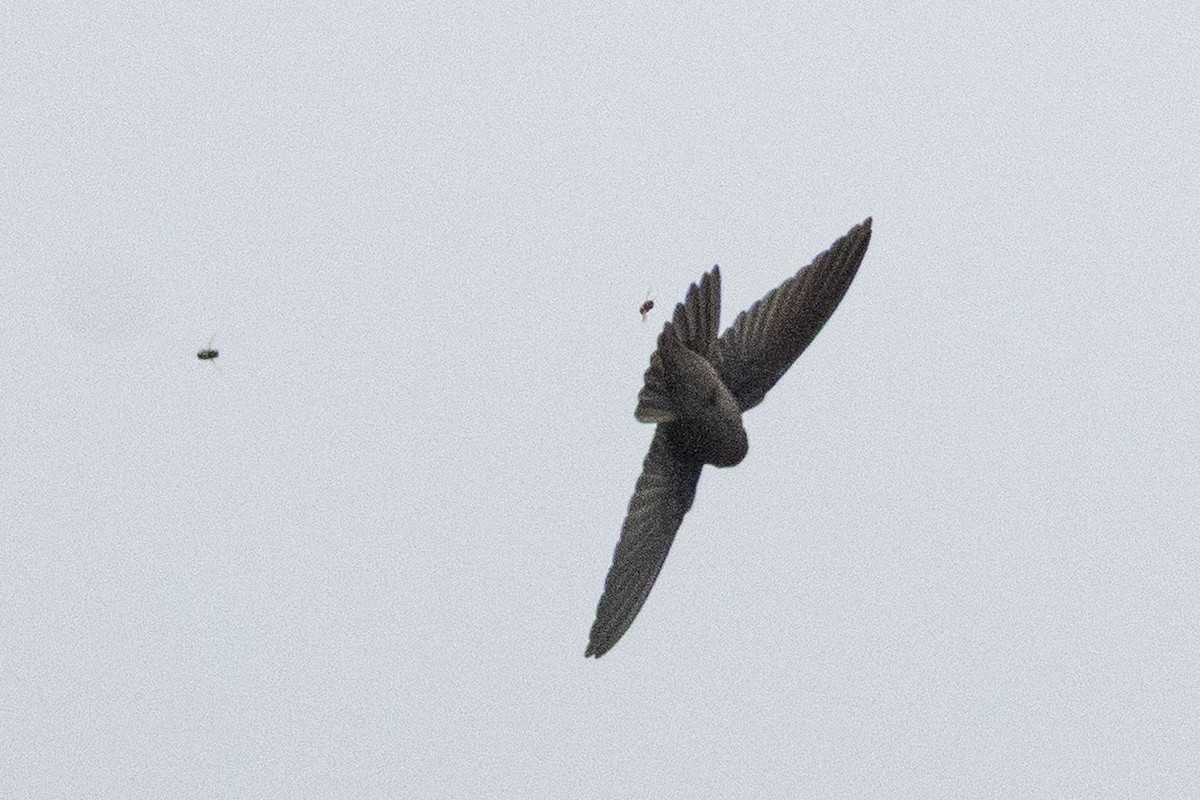 Marquesan Swiftlet - ML645638603