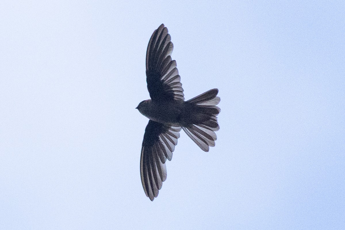 Marquesan Swiftlet - ML645638604