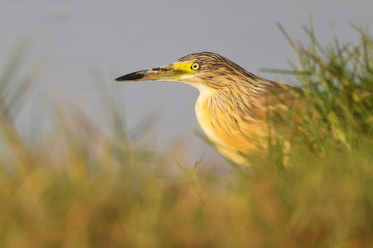 Squacco Heron - ML645638606