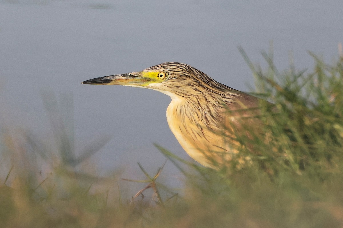 Squacco Heron - ML645638607