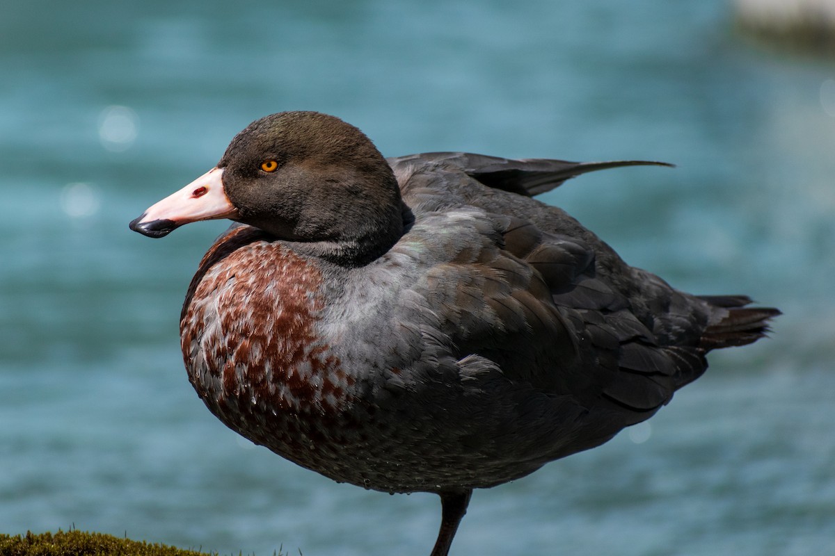 Blue Duck - ML645638608