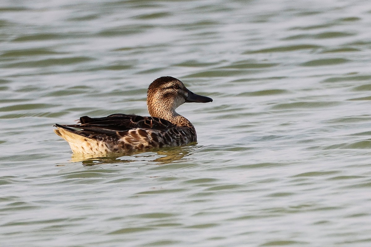 Garganey - ML645638609