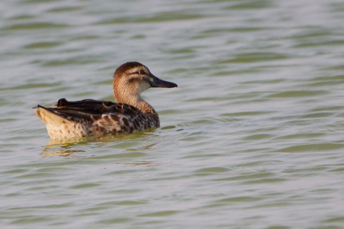 Garganey - ML645638610
