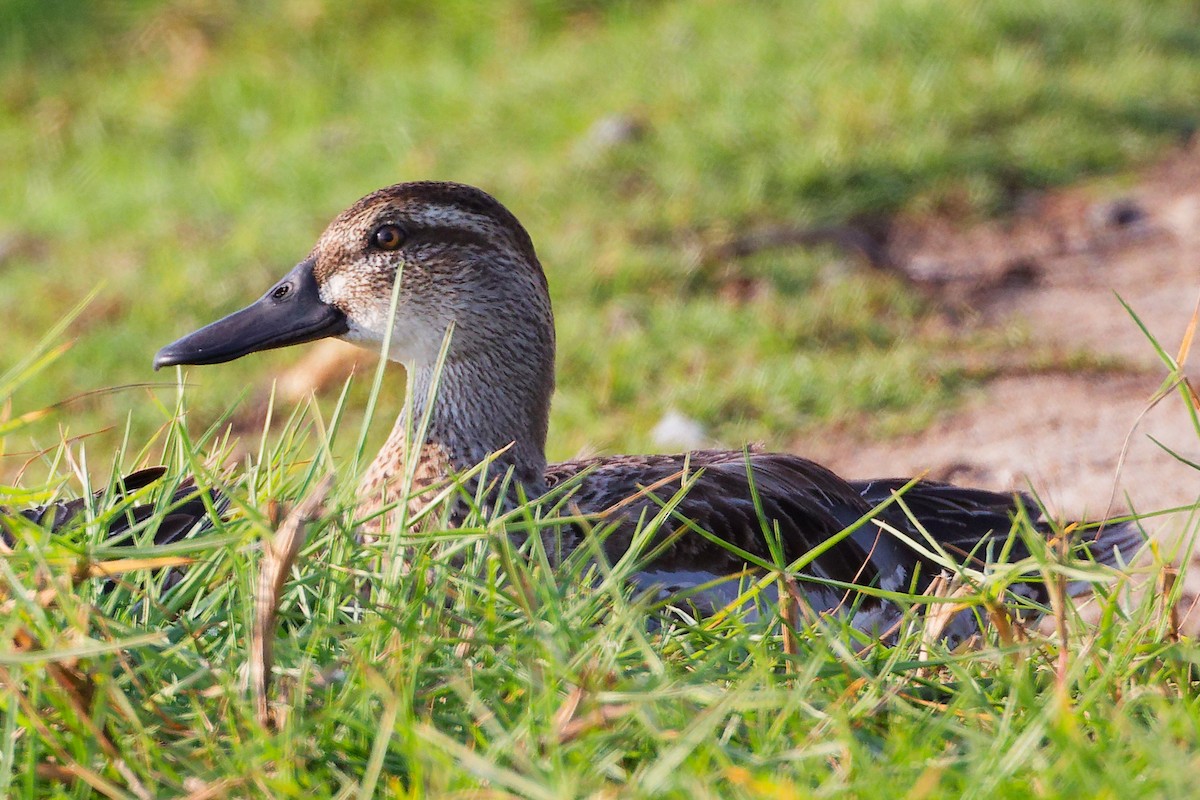 Garganey - ML645638611
