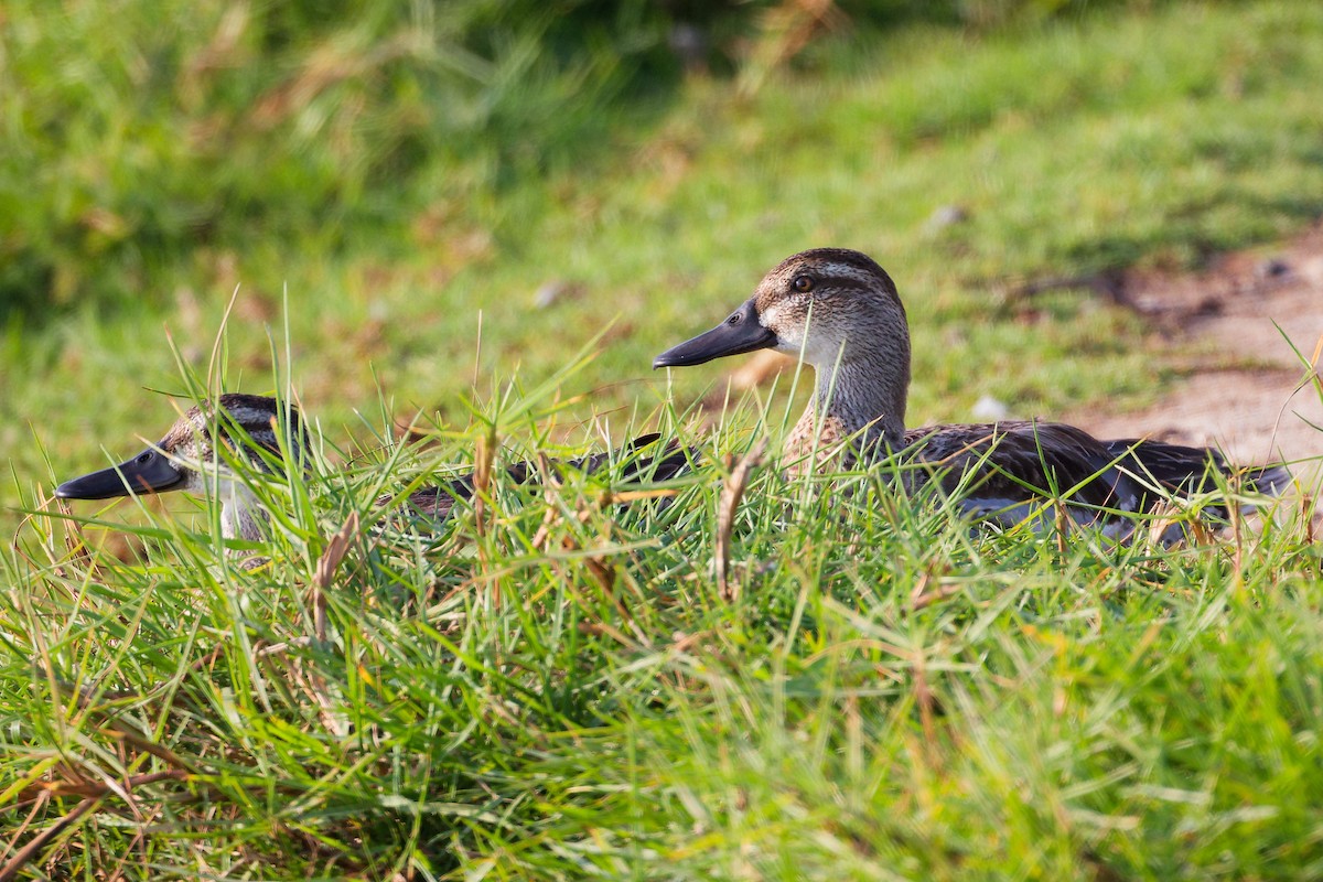 Garganey - ML645638612