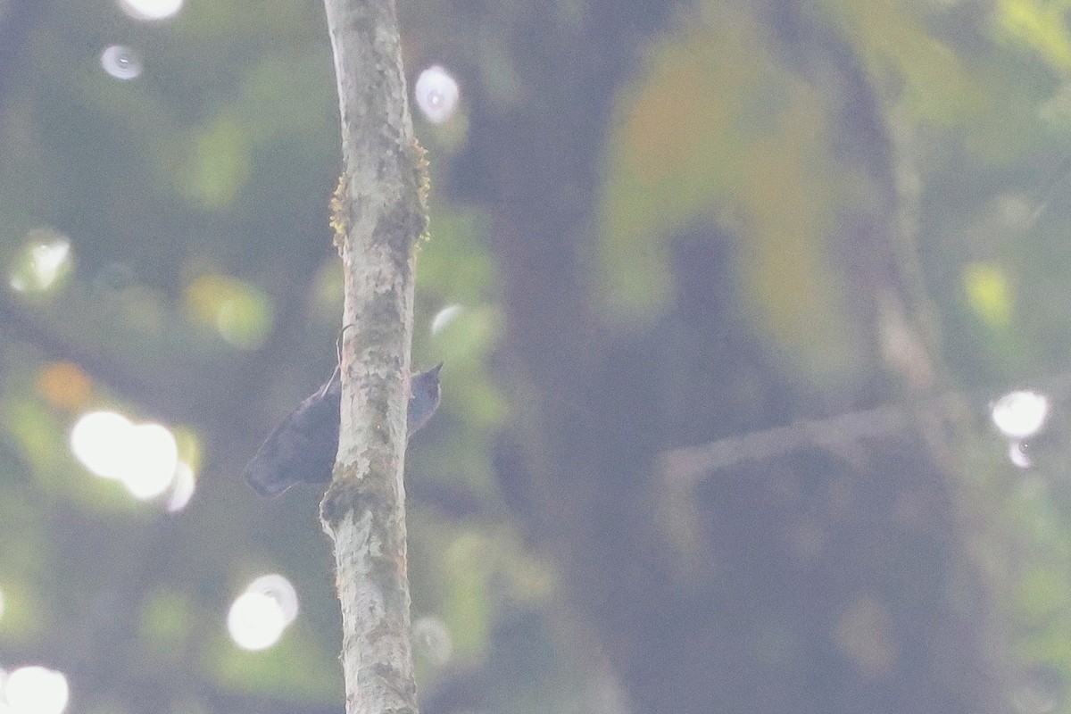 Nuthatch-Vanga - ML645638613