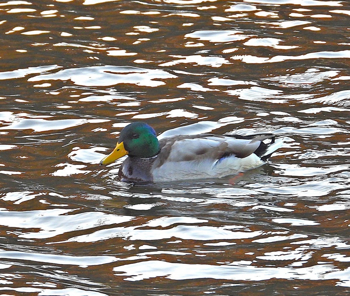 stokkand - ML645638614