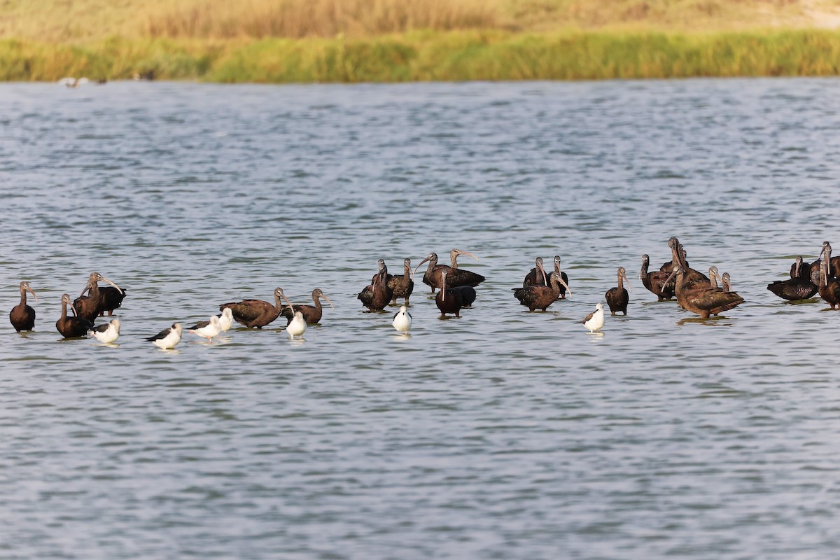 Glossy Ibis - ML645638615