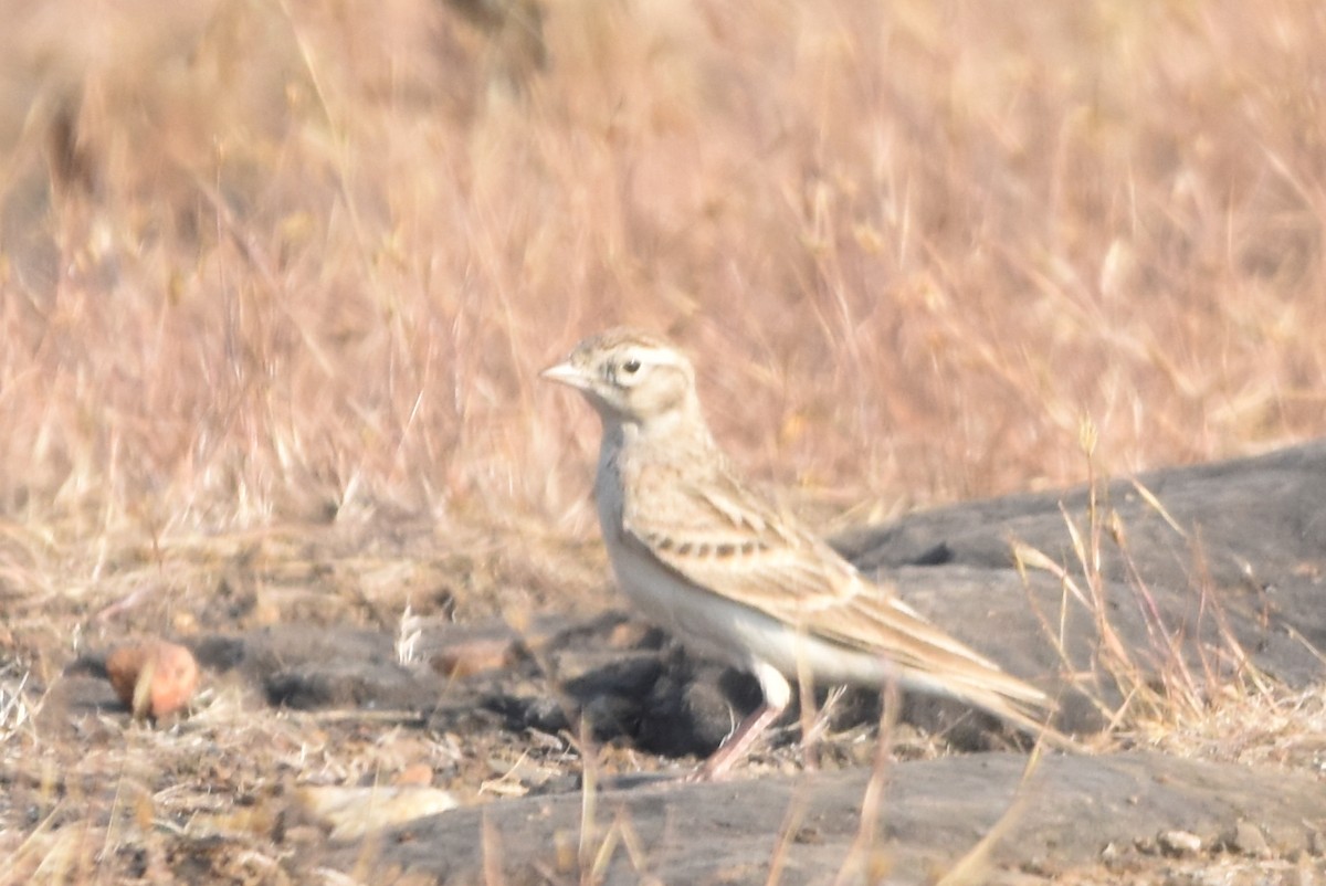 Mongolian Short-toed Lark - ML645638616